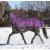 Weatherbeeta ComFiTec Plus Dynamic Combo Medium/Lite Purple/Black